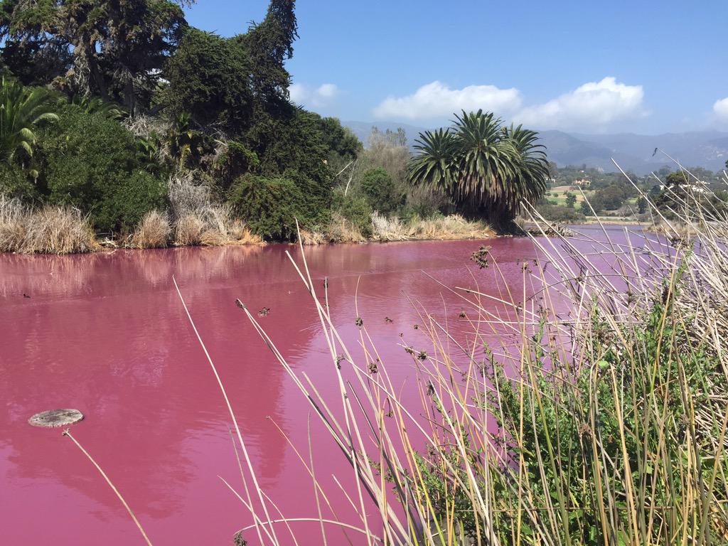 purple sulfur bacteria