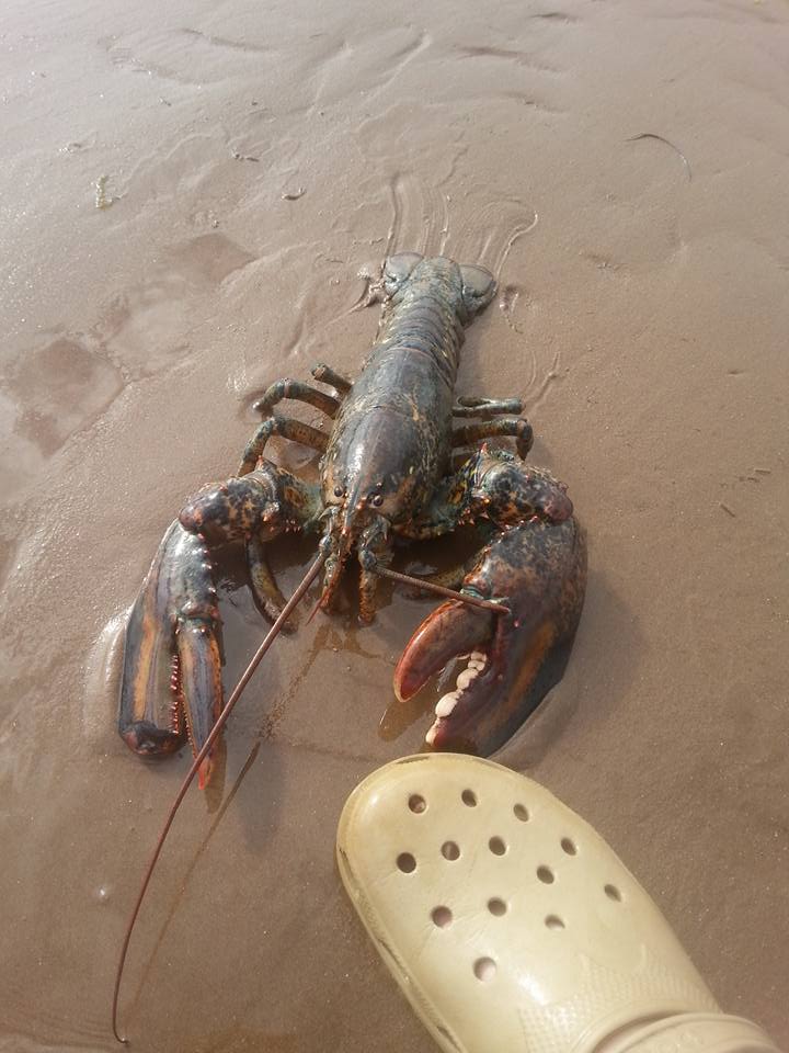 CaribouPoint's tweet photo. This dude just walked up on my beach! #Lobster Ur lucky ur out of season! ;) #NovaScotia http://t.co/z0DVjcC2zX