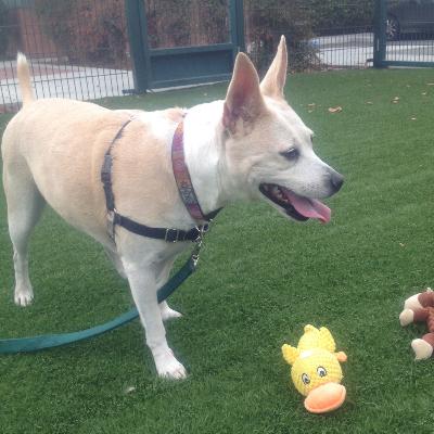 AdoptMeCA95035's tweet image. Adoptable #dog #Donatella_HSSVCA_01 #PleaseDontAskMeTo choose which toy to fetch! adopt.hssvmil.org/animal/animald…