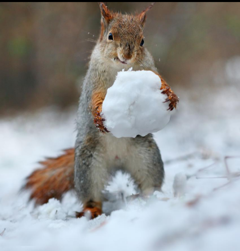 realbadger's tweet image. #PleaseDontAskMeTo build a snowman...