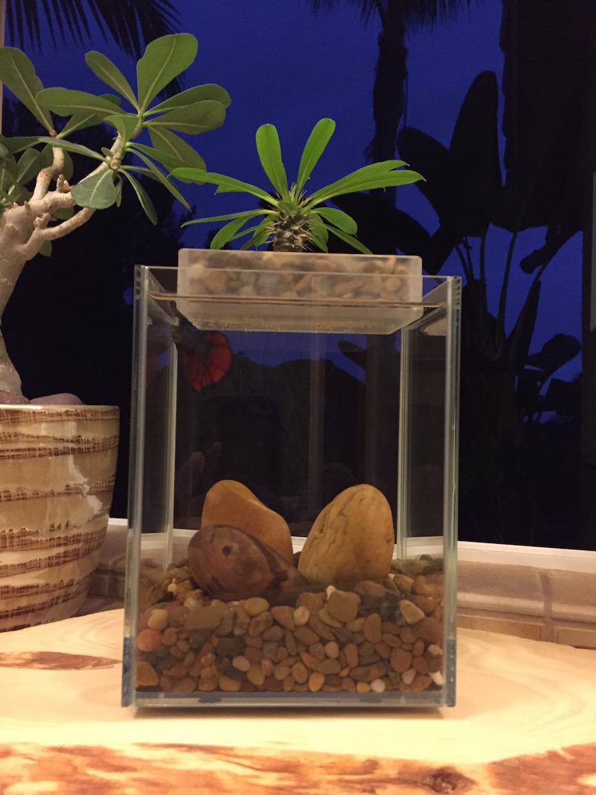 Ecoxotic tweet media