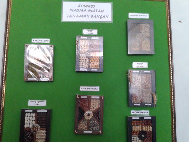 Koleksi plasma nutfah tanaman pangan <a href="/penyimpanan/">Risal hrd.</a> benih, BB BIOGEN, Cimanggu <a href="/bemkmipb/">BEM KM IPB</a>