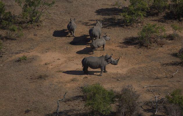 TimesLIVE's tweet image. Youth carry rhinos' hopes bit.ly/1FejuJk