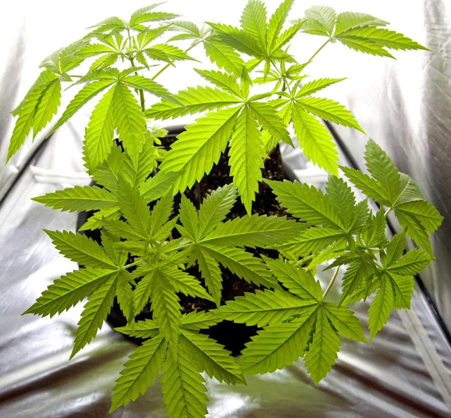 GrowLandiaOFI's tweet photo. #Cultivo de #Cannabis: El cobre y su relación con la #marihuana - http://t.co/bRaKvVYiUE http://t.co/8mPRNaUAhF