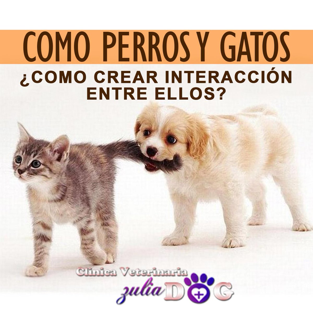 ZuliaDog's tweet image. Como Perros y Gatos...
¿Como Crear interacción entre ellos?
ow.ly/SxV6f
