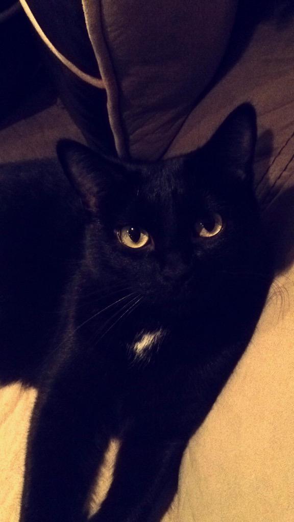 RubyTheCatt's tweet photo. I hope everybody had a great day! 😸❤️ http://t.co/f7AwXcJokq