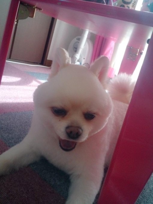 おはよう٩(๑❛.̮❛๑)۶今日も日差しつよい。今日のユリアとジュウザ(♡˙︶˙♡) http://t.co/BkzBa5oQVw