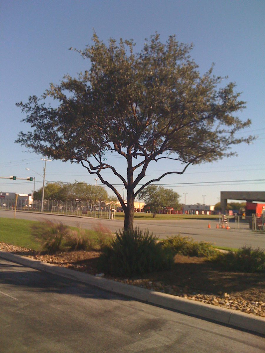 treevangelist's tweet image. #PleaseDontAskMeTo lion tail your trees - insist on #properpruning #treesarekey