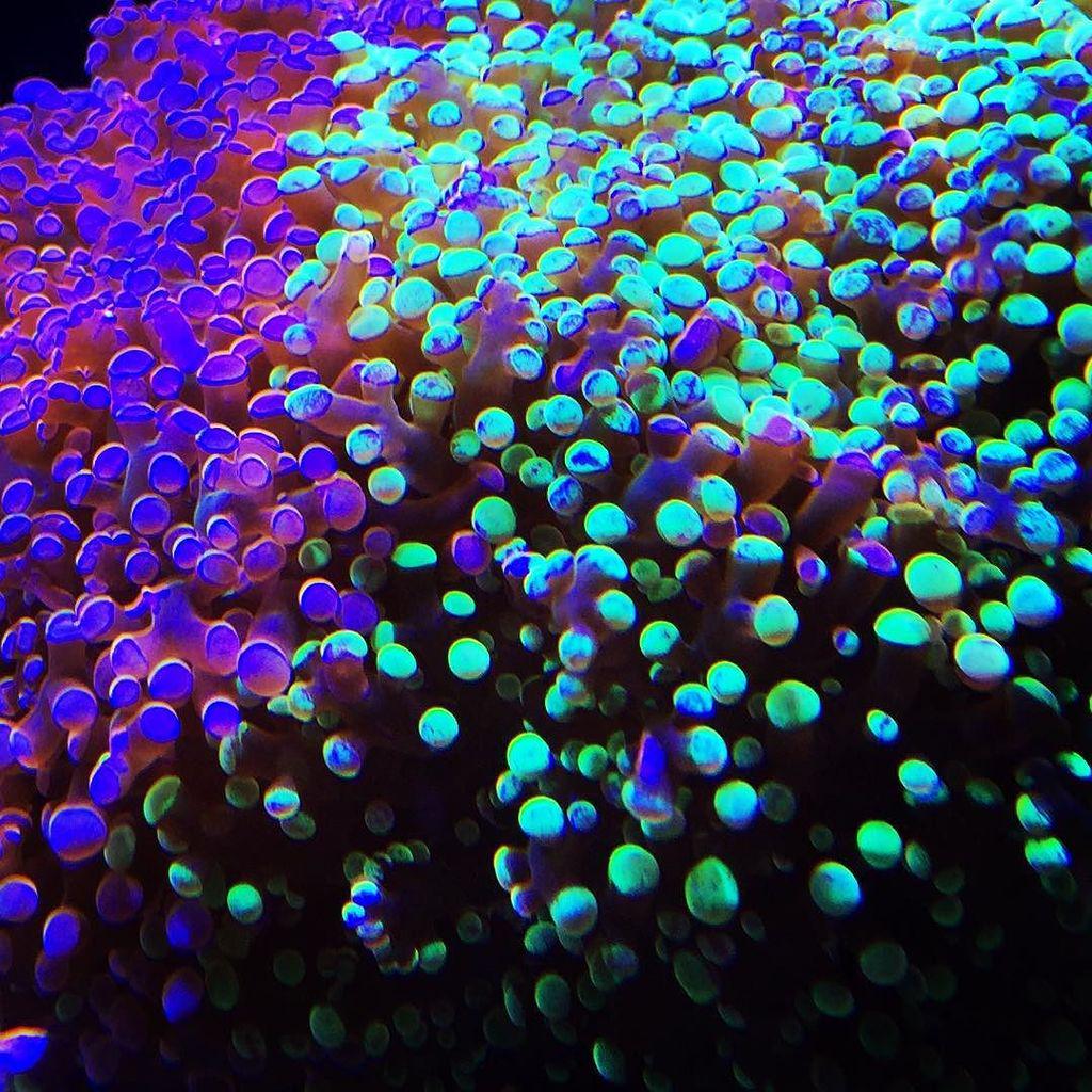 PolypLab's tweet photo. http://t.co/LyaHVs8GyB #coral #aquarium #reef #reefpack #reef2reef #reeftank #fishtank Bicolor 💚😈💚 #coral #reefta… http://t.co/YVY0ShMIhS