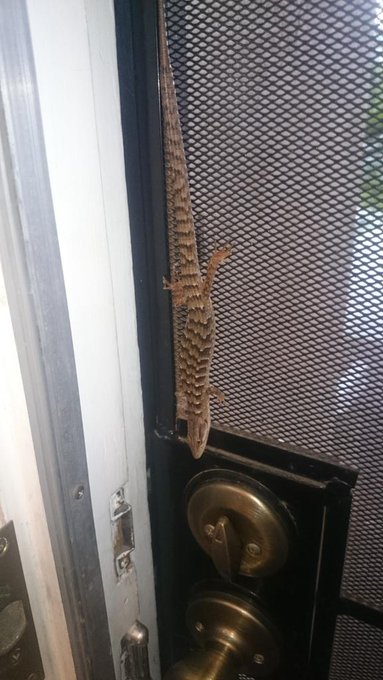 Omg really go to let scooter outside and Mr reptile was hanging out on the inside of the door http://t<a href="/tag/sunday"class="tags"><span>#sunday</span></a>