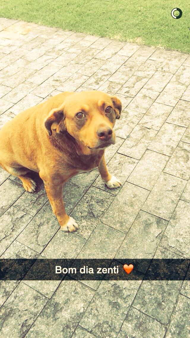 robertafrojas's tweet photo. Eh um lindo!! ❤️🐶 http://t.co/M4osgEwQQk