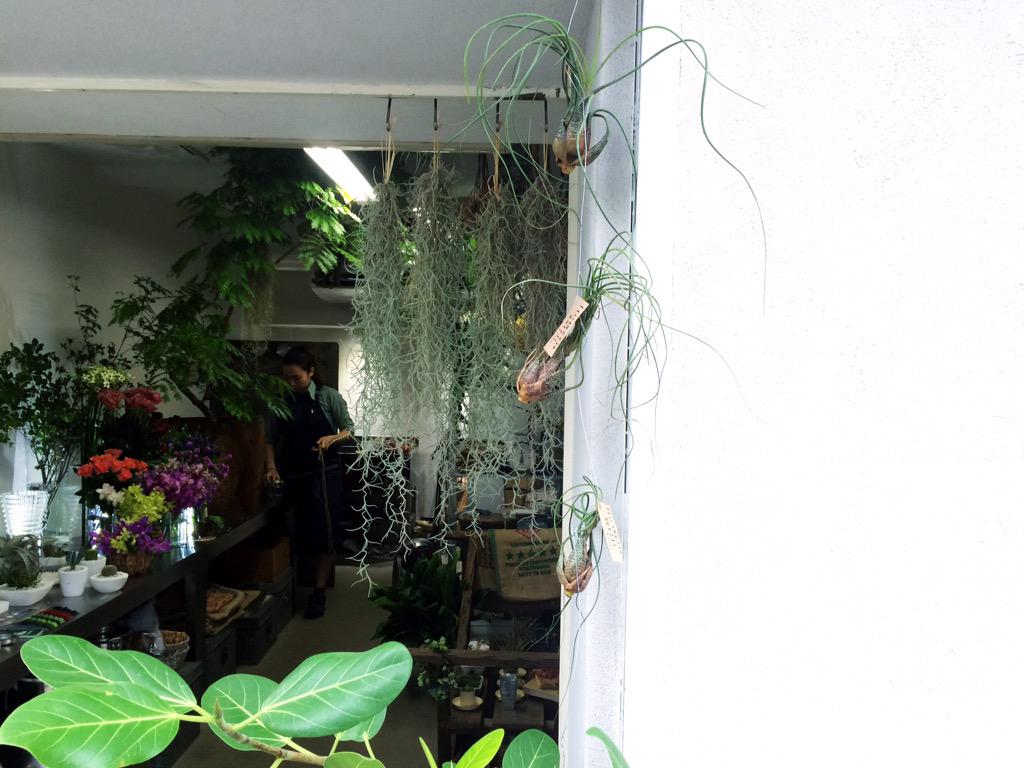 Plain プレーン 浦和の花屋plainです ꆤ ꆤ おはようございます Sw最後です 県庁前通りの県庁前のカックンカーブのトコロでお花を売ってます エアプランツ 入荷しました 浦和 花屋 Plain Plain0811 Http T Co Hy8fsey4vm Twitter