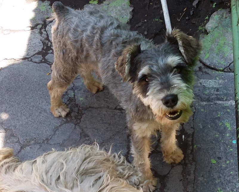 taxicanmx's tweet photo. Toto es mascota de una usuaria de Taxican.Se extravió hoy en Canal de Chalco y Periférico. Schnauzer gris. ¡Gracias! http://t.co/yskzJ7ppje