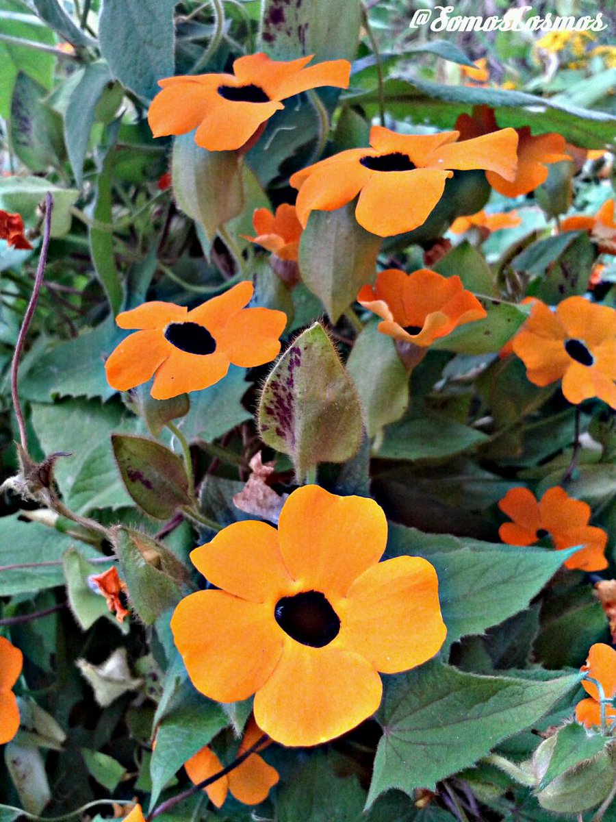 CosmosSomos's tweet photo. #Flowers #Photography #Nature #SCPhoto #LoveNature #SeptemberPhotography http://t.co/GO9yuOccev http://t.co/rN5EaiPfaJ