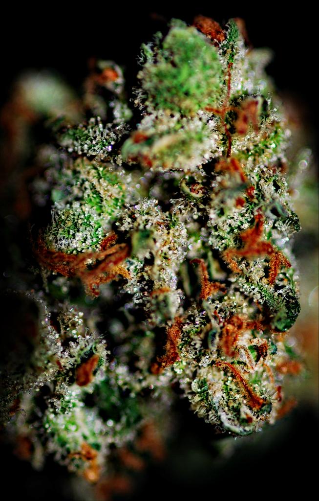 Est1993Denver's tweet photo. Are you jealous??? 😊 @passthetree420 @IAmSoBaked @ForTheTokers @Stoner_Xpress @LifeAsStoner #MerryJane http://t.co/iwEFYLh2Hw