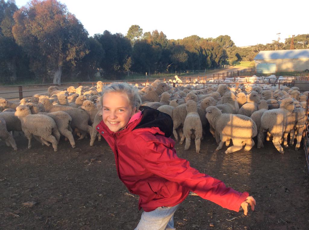 andyhann1's tweet image. Schools out &amp;amp; neighbour #farmergirl is back in the yards. Look at that happy face.The best classroom ever #shearing15