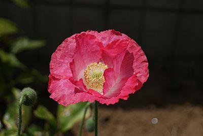 妹子部 Imoko Kgh Twitter