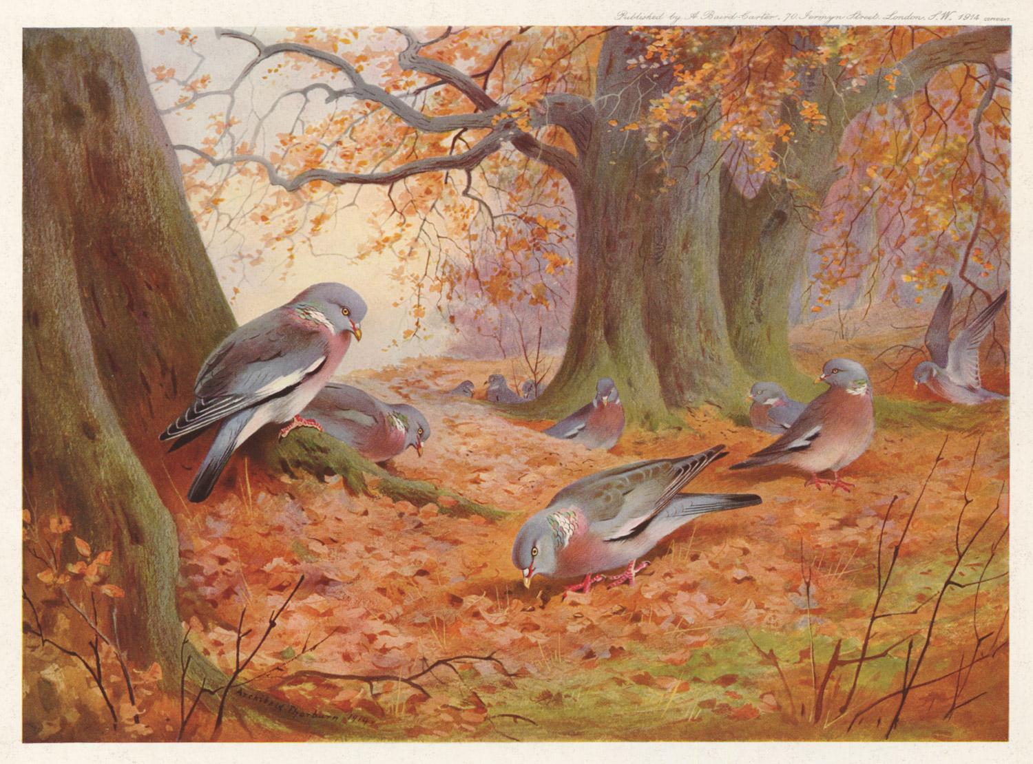 Archibald Thorburn птицы осень