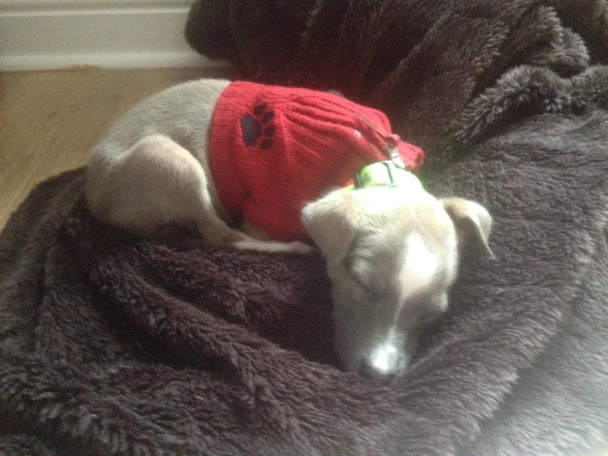 nettyjoseph's tweet image. Dog blog - puppy in a jumper