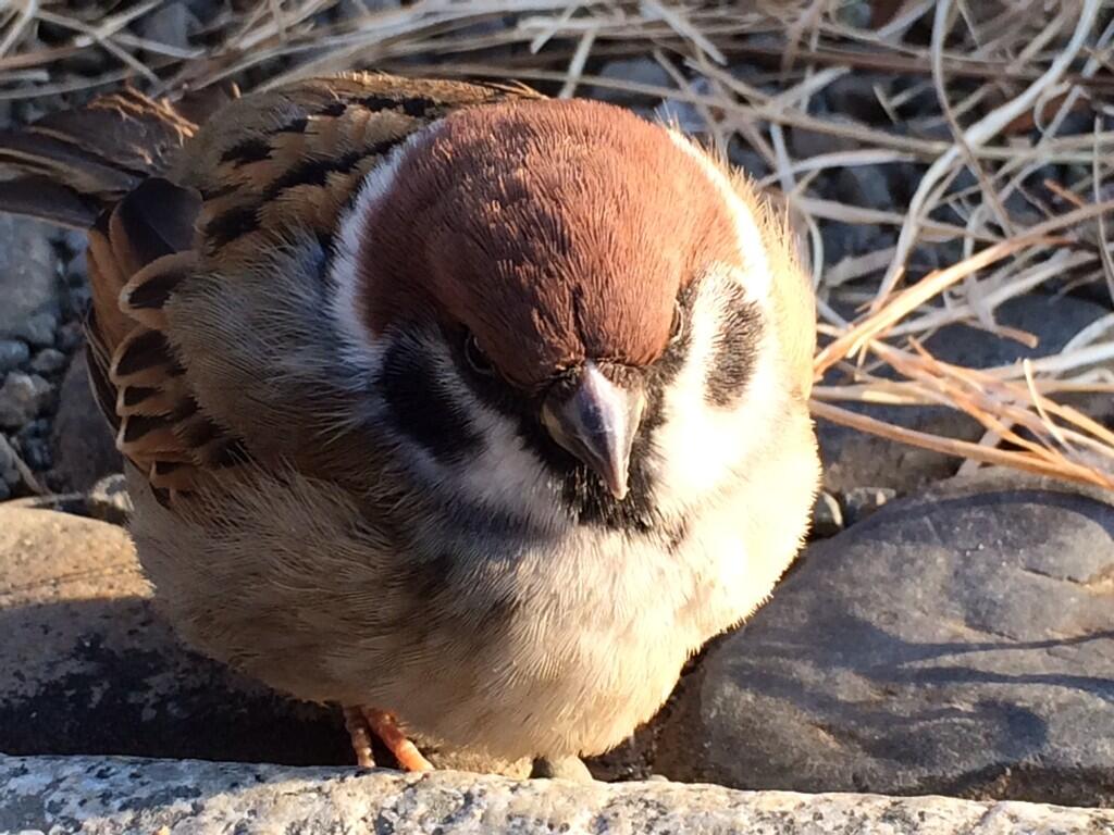 悪意ありまくり 動物園のキジに寄生するスズメの紹介からにじみ出るキジ担当の怒り Togetter