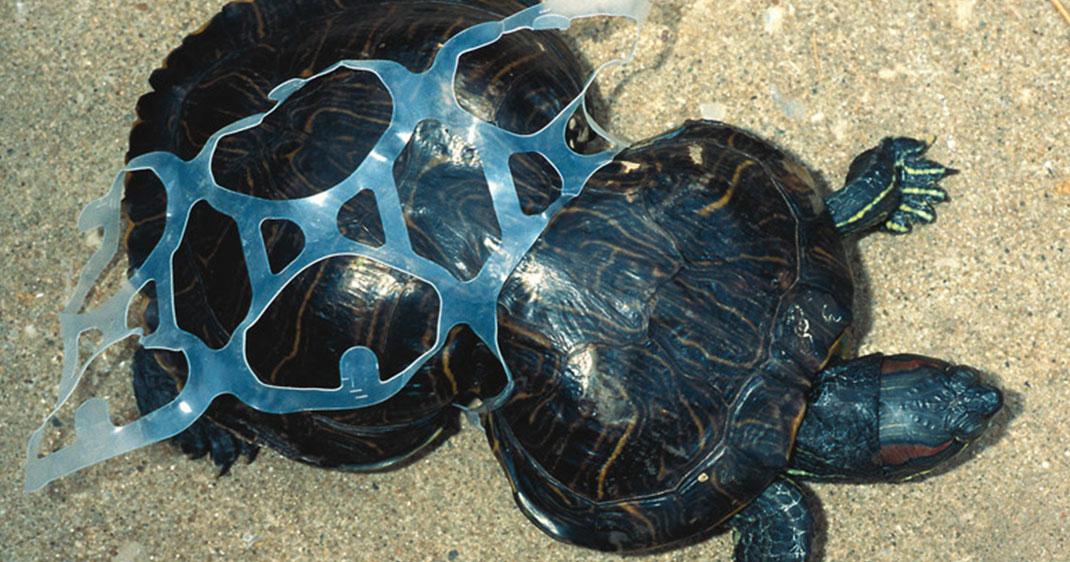 DailyGeekShow's tweet photo. Vous serez effaré de voir à quel point le plastique qui pollue les océans déciment la faune
http://t.co/43fOWPBiYo http://t.co/GnGxwMfL3a