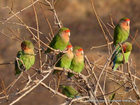 Rosy-faced Lovebirds in the Erongo Mountains by Wayne Jones. #birdwatchingholiday #birding