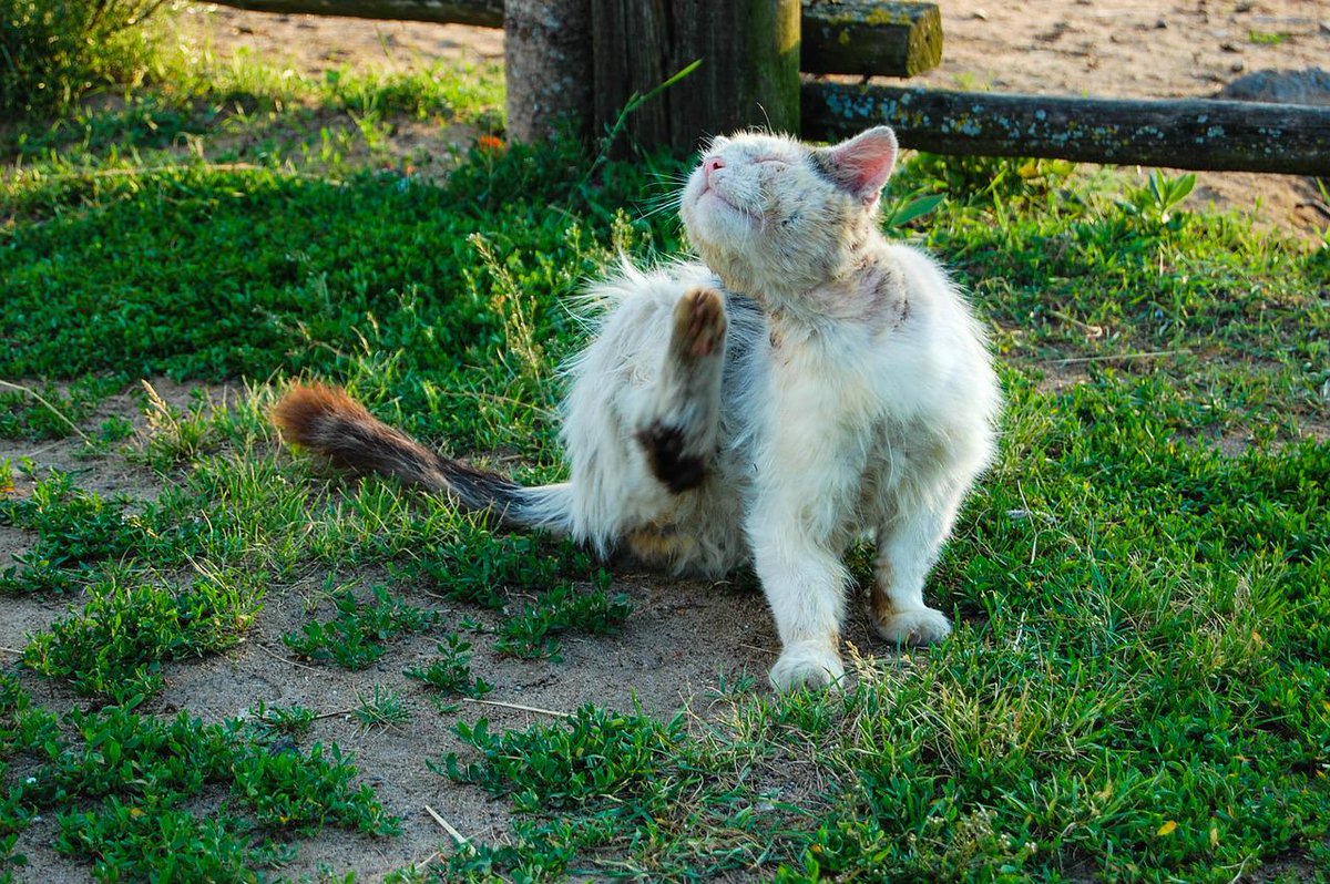 fiprofortplus's tweet photo. Check Out These Simple Steps https://t.co/AXde2fbXIg To Know How To Check Your #Cat For #Fleas.
#genericfrontlineplus http://t.co/FVrnYeZWnL