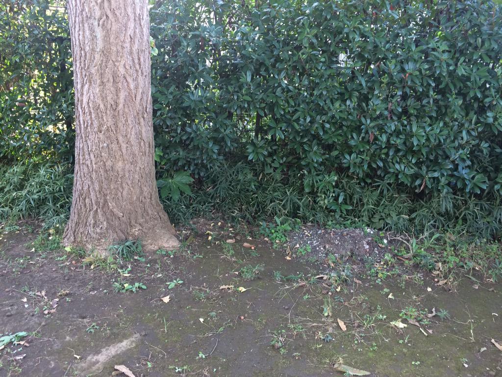 syuramu's tweet photo. 流山市江戸川台1号公園には放射線量の高い残土らしき土があったよ、落ち葉溜めっぽい所0.40とそうでない所が2ヶ所0.41と0.86 数値は地表面 #tkgg http://t.co/wPIG3crdIn