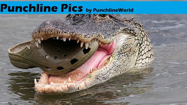 Punchlineworld Punchline Pics Crocs Crocodile Lolcat Humour Drole Http T Co Yknri1vmma Punchlineworld Punchline Pics Crocs Crocodile Lolcat Humour Drole Http T Co Yknri1vmma