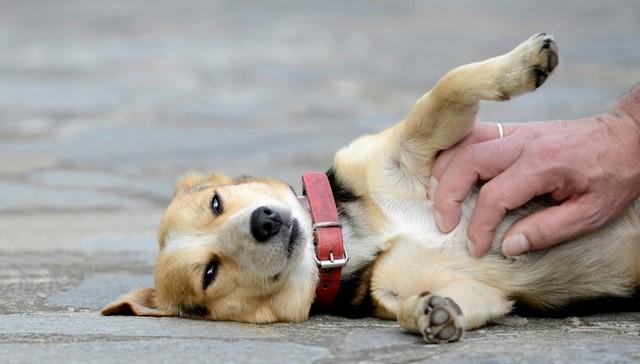 More renters can find homes without giving up their pets! @HumaneSociety thedo.do/1Mm8ZTI