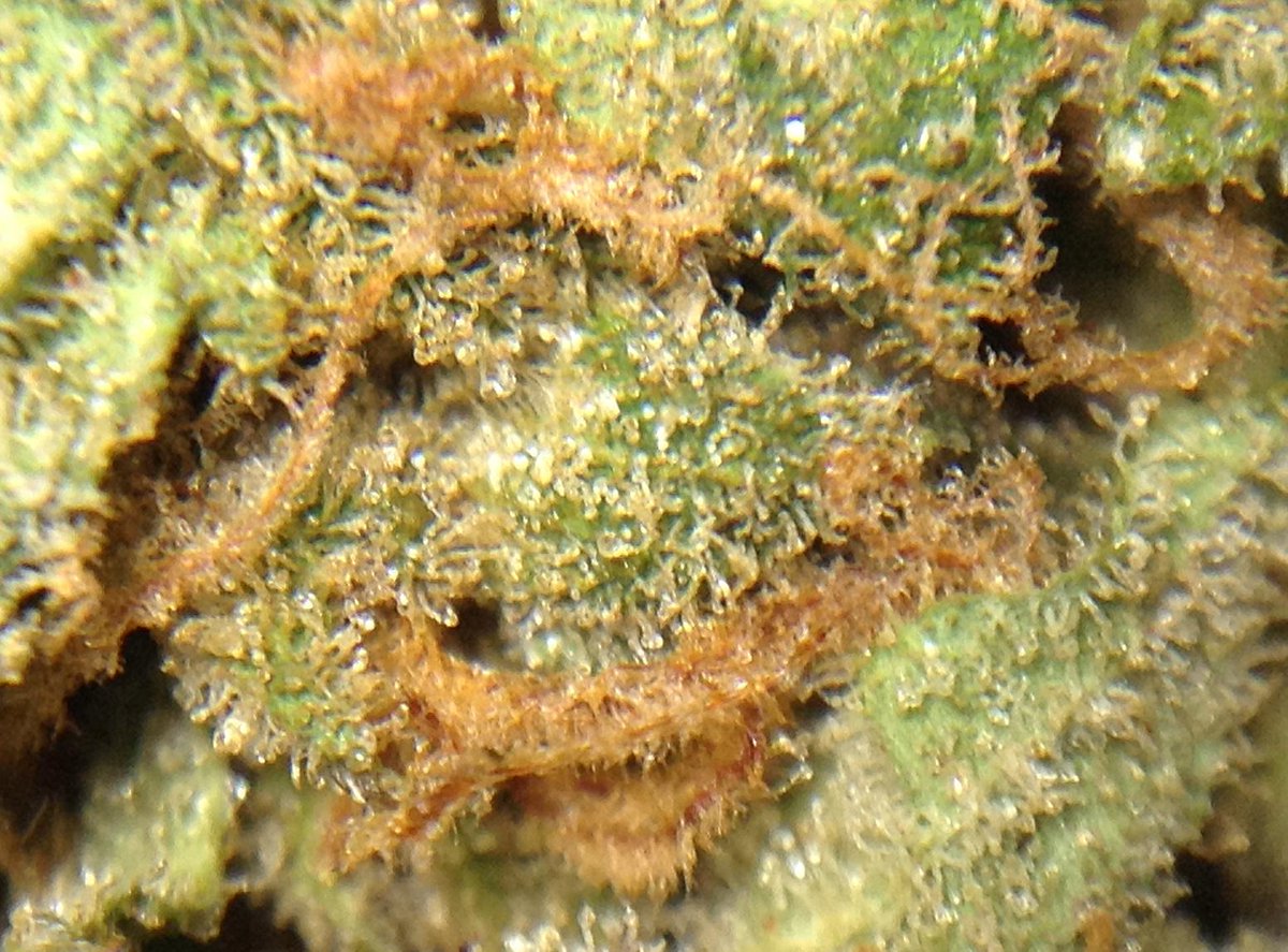 theAgingEnt's tweet photo. #marijuana #photography #budporn #progress #Second Sept 19 2015 http://t.co/hkSpVo5VZg  #NorthernPie #Podcast #WAPot http://t.co/5aF40Cx1MF