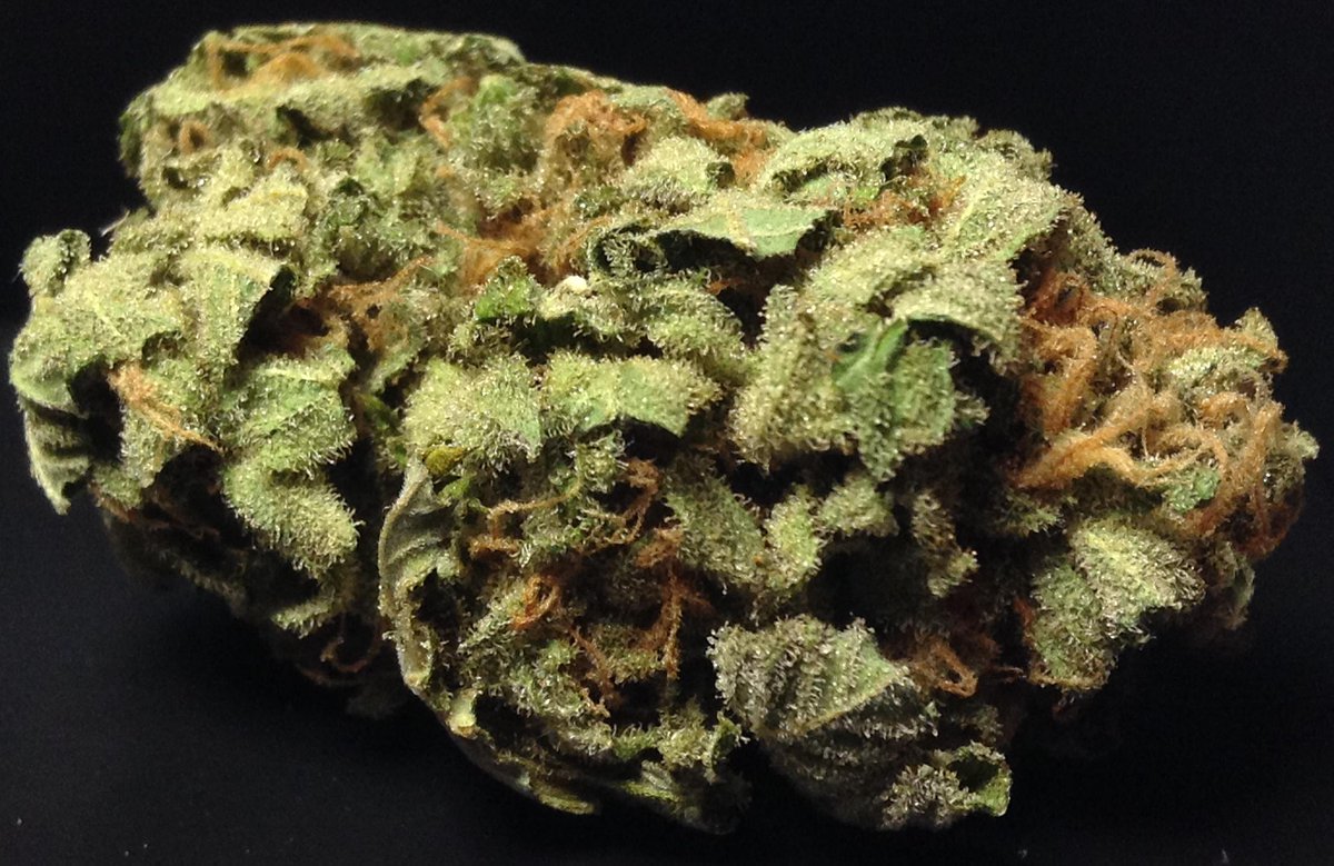 theAgingEnt's tweet photo. #marijuana #photography #budporn #progress #Second Sept 19 2015 http://t.co/hkSpVo5VZg  #NorthernPie #Podcast #WAPot http://t.co/5aF40Cx1MF
