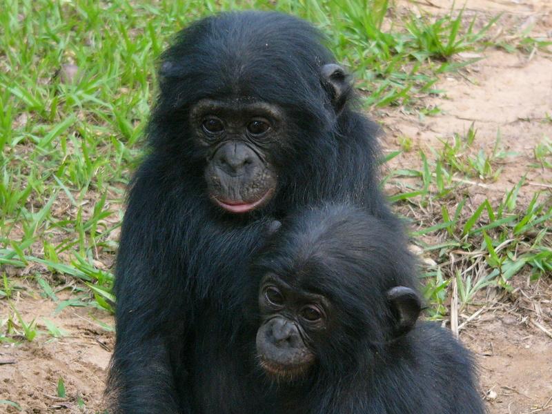 50% global species loss.
"So long &amp; thanks for nothing, humans," said every animal everywhere
bbc.in/YDHXTA