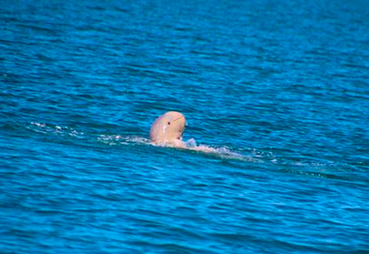 dodo's tweet image. An incredibly rare snubfin dolphin popped out of the water ... and smiled. thedo.do/1KCMcUc