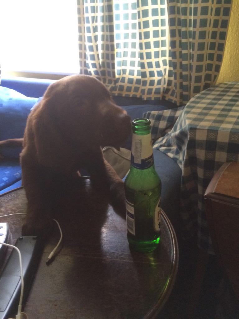 PollyBick's tweet photo. Um no puppy that is not yours 😂 http://t.co/hYe4VJBijQ