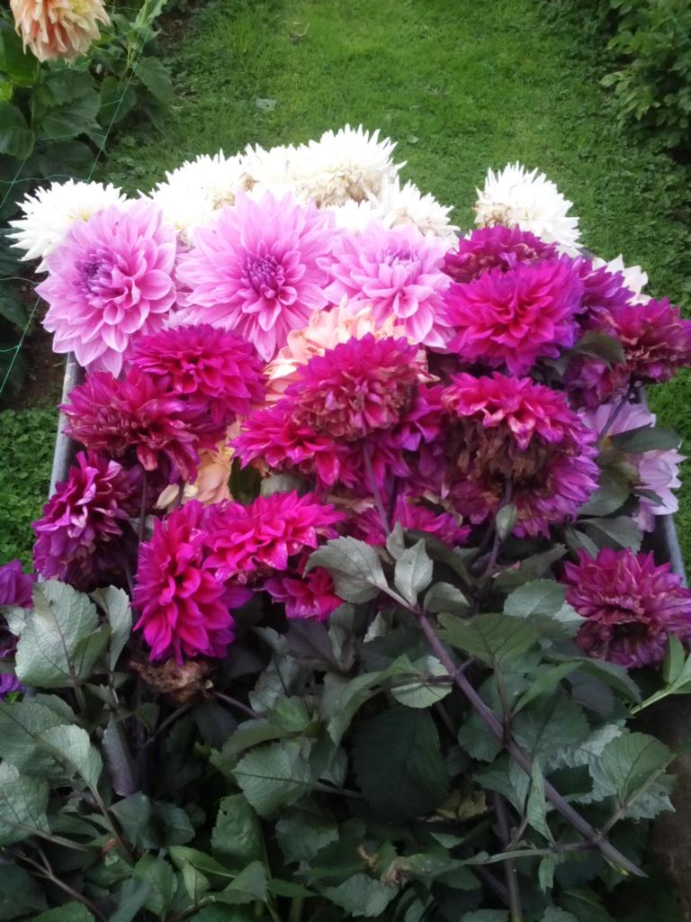 WithypitDahlias's tweet photo. #britishflowers #hasitstoppedraining
Another load for the compost heap :(
Pl http://t.co/b7wQl5qZqQ