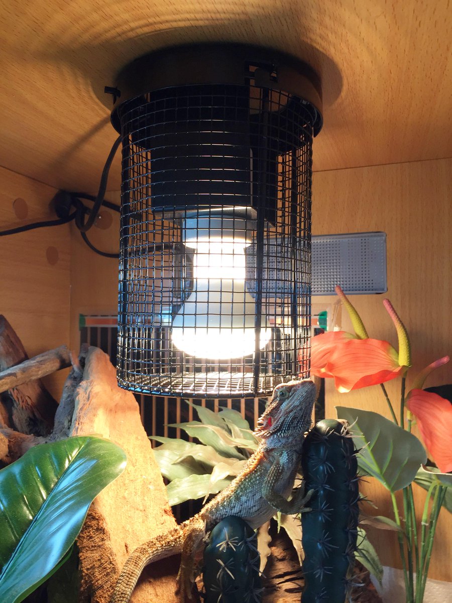 komodo wooden vivarium