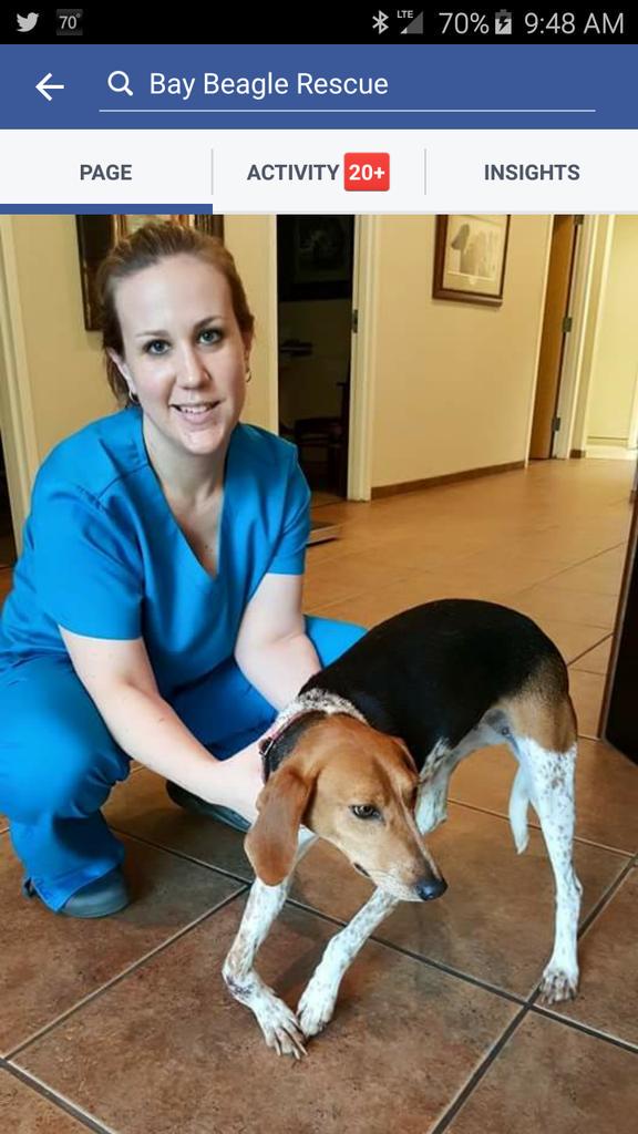 Bunny is having surgery today! #beagle