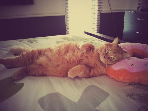 Draw me like one of your french cats.