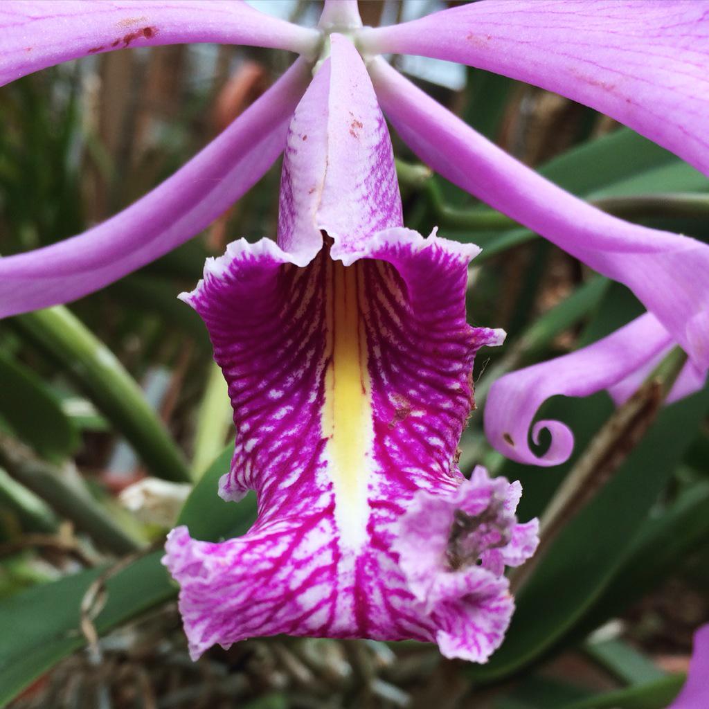 norbert_peeters's tweet photo. Now blooming at the orchidhouse @HortusLeiden Cattleya maxima #prettyinpink http://t.co/bf8nv5uDsK
