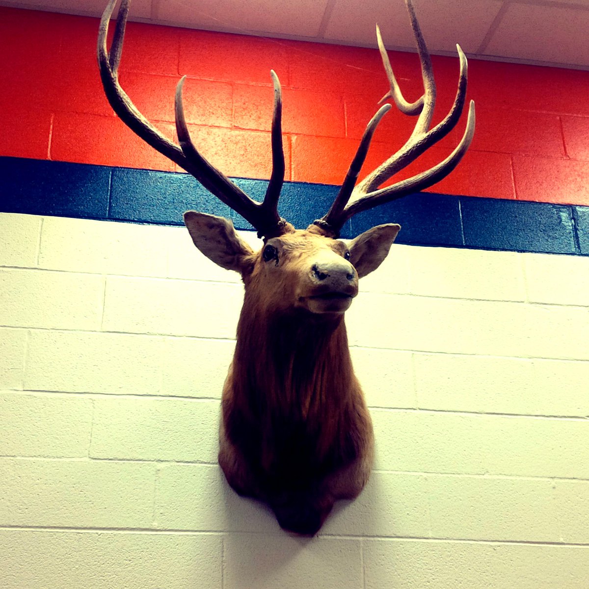 WilsonsWorld's tweet photo. We're at Kennedy Middle School today..where the mascot is a "Wapiti" - whapawhat?!? 😁 @CharMeckSchools http://t.co/FkWhOgfUVs