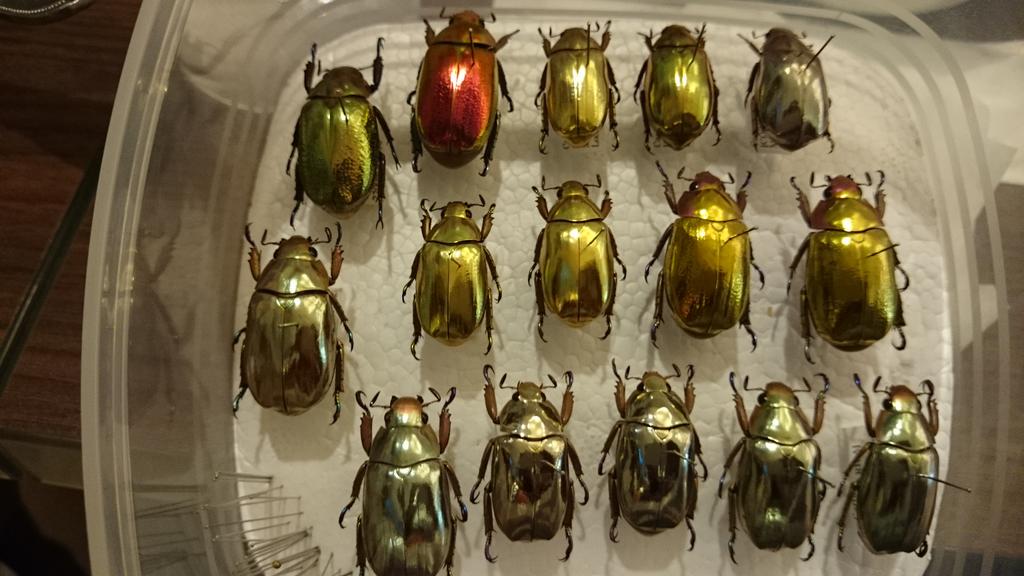 インセクトフェアで見たプラチナコガネ。この色は本当に金属チックだ