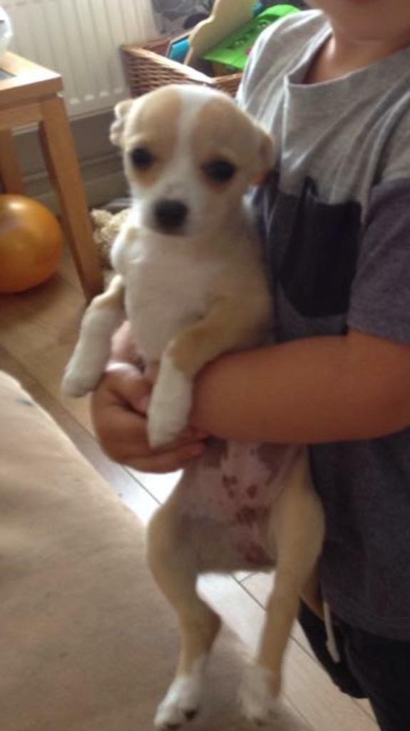 simperjamie75's tweet photo. #helpfindbeau #stolen #HoughtonRegis plz keep RT thanks everyone @PerkinsCarina http://t.co/gie5DoxST2