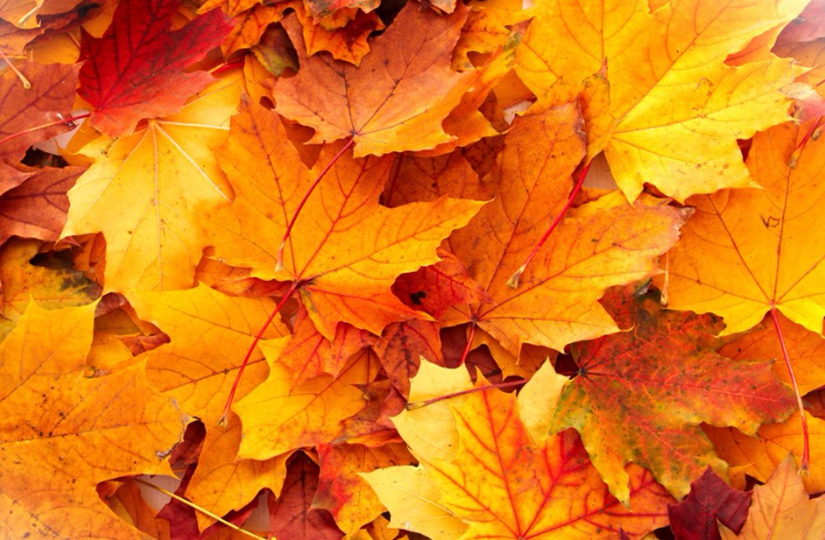 News12NJ's tweet image. It's officially fall in the Garden State. FALL FORECAST&amp;gt; newjersey.news12.com/news/weather-f… #njmorningshow