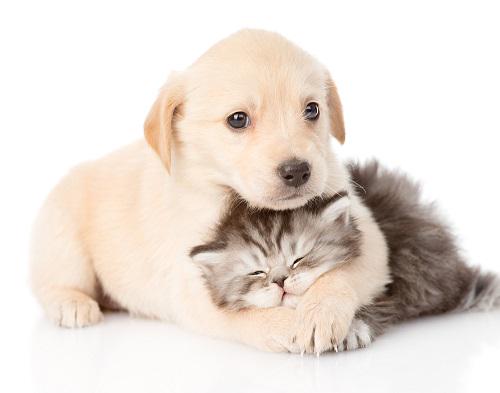 A healthy pet: Regular vet visits, vaccinations, parasite prevention, exercise &amp; good nutrition #VetCareEverywhere