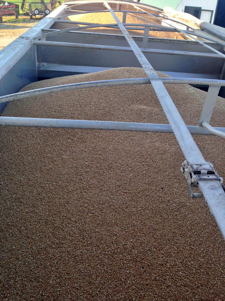 DanAlyea's tweet photo. #Soybean #harvest15 well underway, so that means it's a great time to ship out the #wheat15... #farm365 #fromthefield http://t.co/6zVsjJKdUs