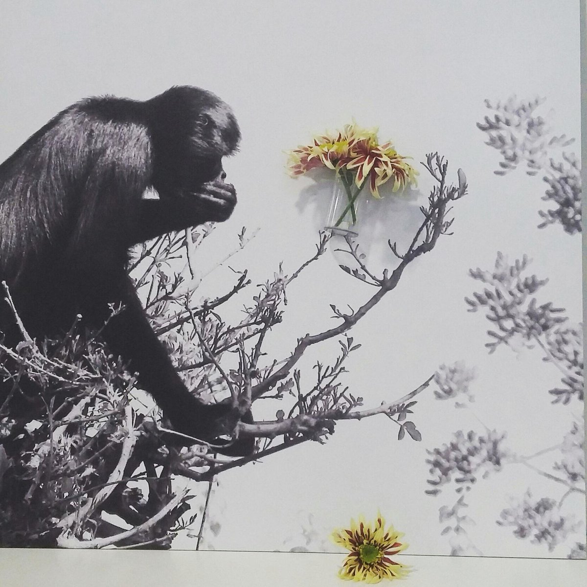 CircularProject's tweet image. #Duglas ha llegado para quedarse y acompañar nuestra lucha por la #sostenibilidad ¡gracias  @Honevo! #bionicart #slow