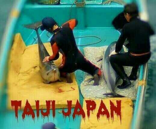 SIC_StopCruelty's tweet image. #IMATA DOES THIS LOOK HUMANE? #SHAMEIMATA #Taiji