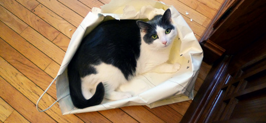 #CatPeopleProblems! Luckily, we think we have the solution to numbers 1, 9 &amp; 10 bit.ly/1GEKdvw <a href="/amyodell/">Amy Odell</a>