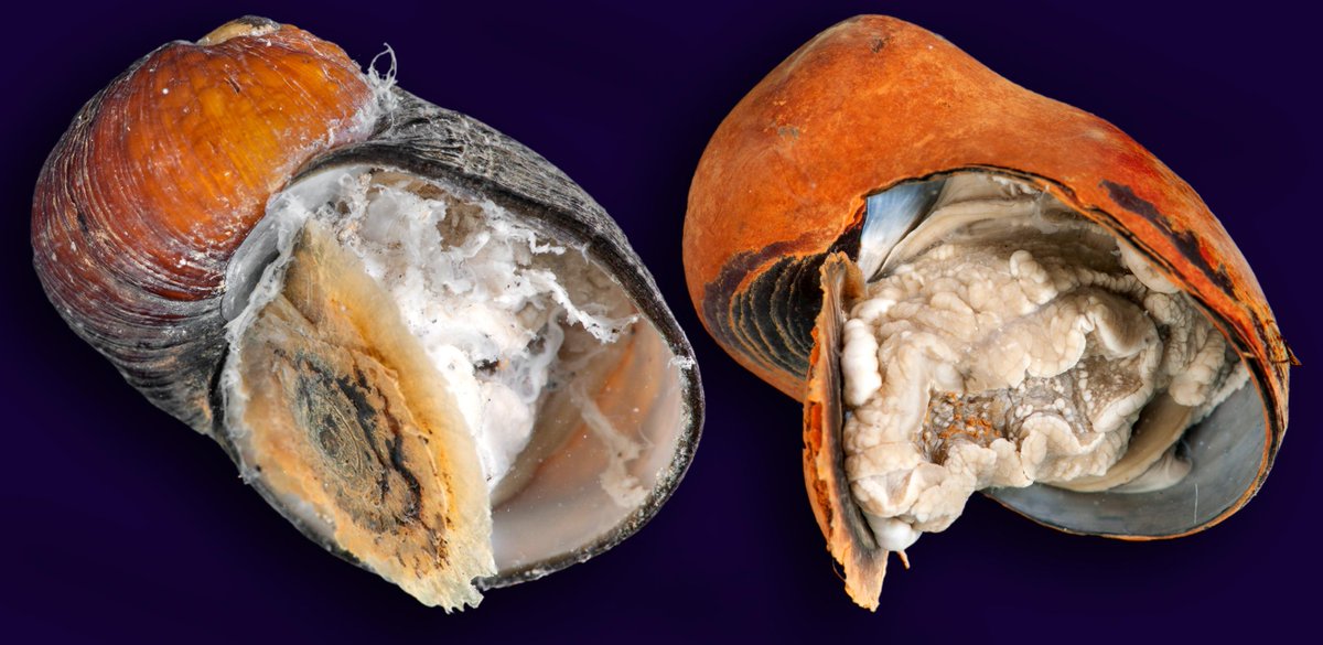 squamiferum's tweet photo. New lead-authored paper describes a new genus of giant deep-sea #hydrothermalvent snails! http://t.co/RB1ZkGw6wv http://t.co/k0DHmzBESQ